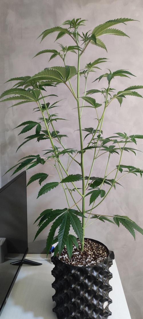 Mimosa #1. Week 6