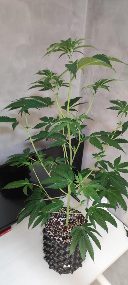 Mimosa #1. Week 6