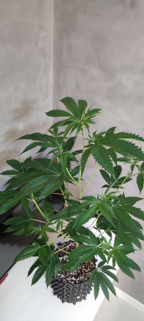 Mimosa #1. Week 6