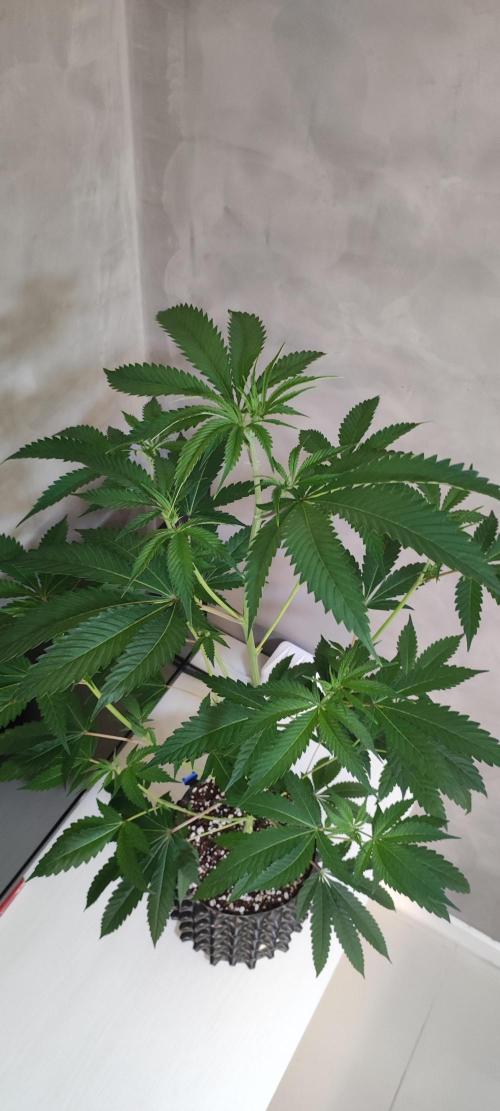 Mimosa #1. Week 6
