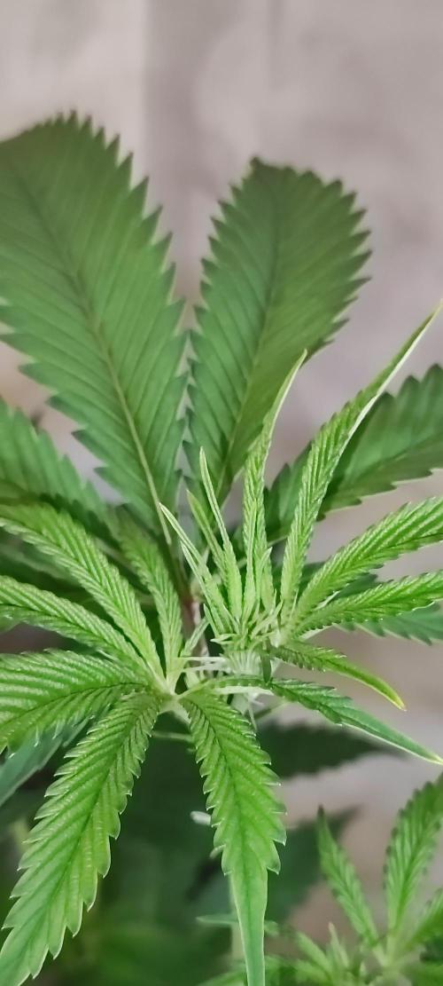 Mimosa #1. Week 6