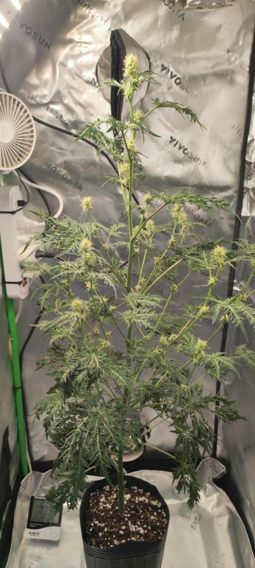 Freakshow. Week 10