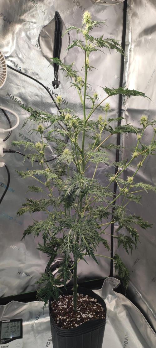 Freakshow. Week 10