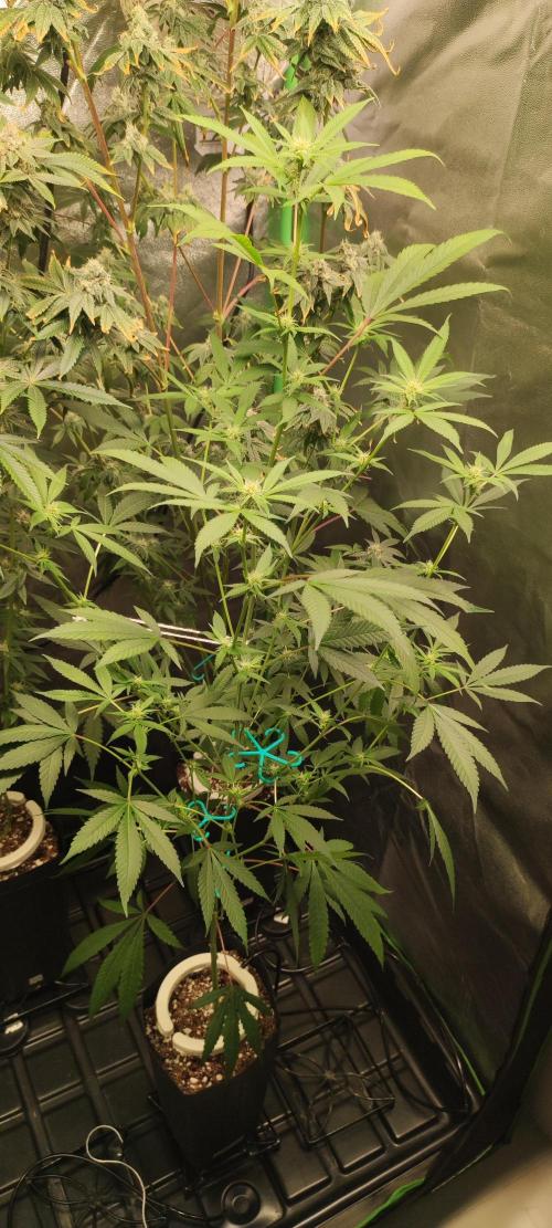 Strawberry Cough. Week 8