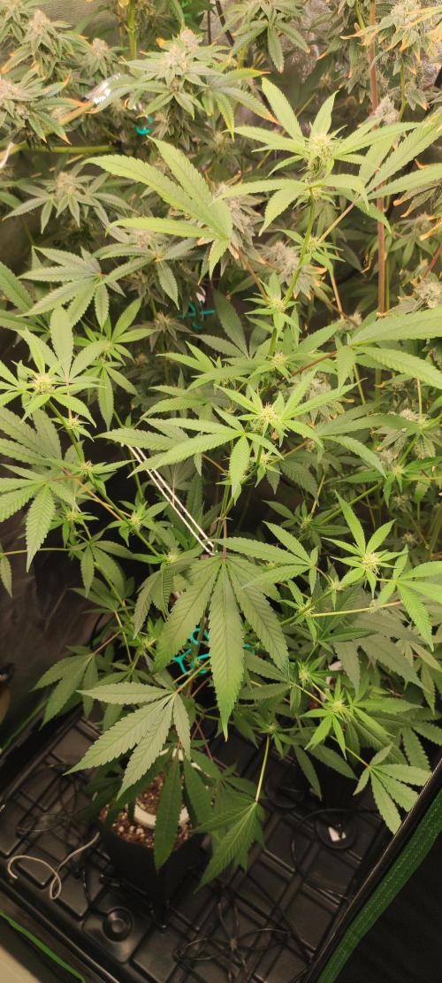 Strawberry Cough. Week 8