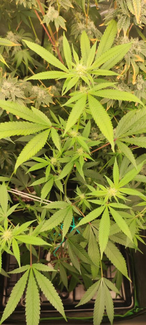 Strawberry Cough. Week 8