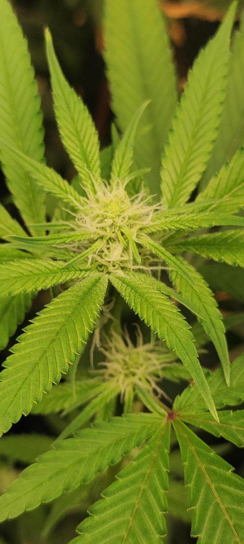 Strawberry Cough. Week 8