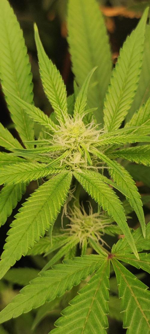 Strawberry Cough. Week 8