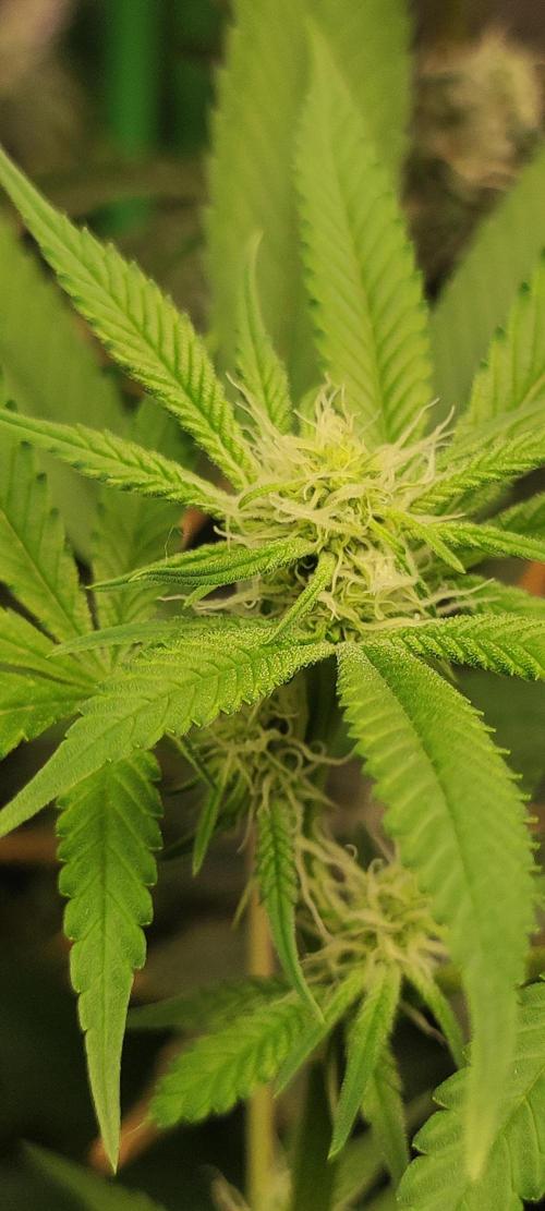 Strawberry Cough. Week 8
