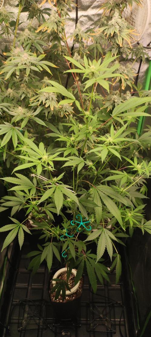 Strawberry Cough. Week 8