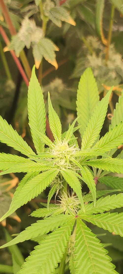 Strawberry Cough. Week 8