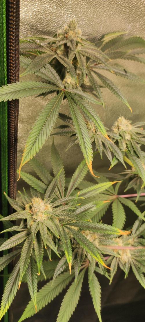 Mimosa. Week 12