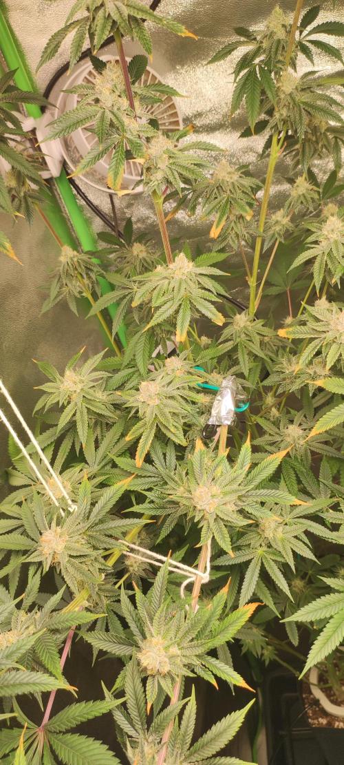 Mimosa. Week 12
