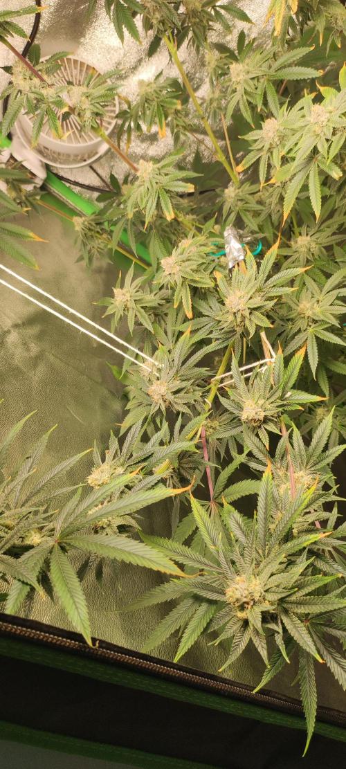Mimosa. Week 12
