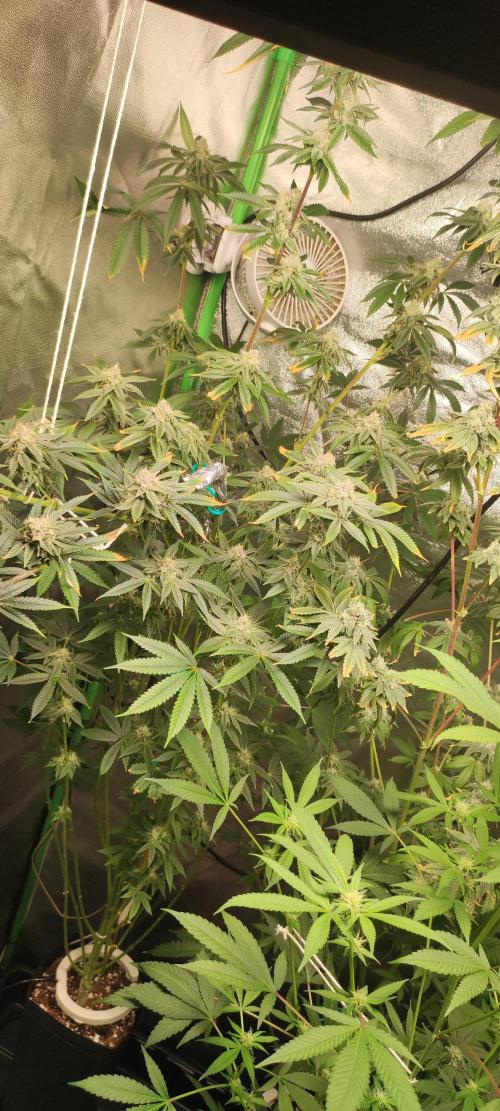 Mimosa. Week 12