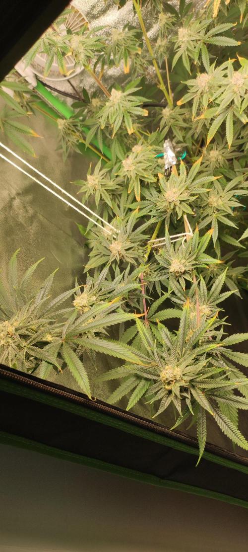 Mimosa. Week 12
