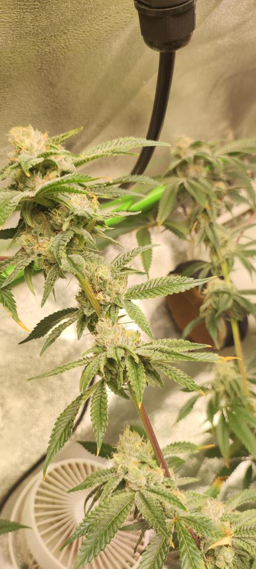 Mimosa. Week 12