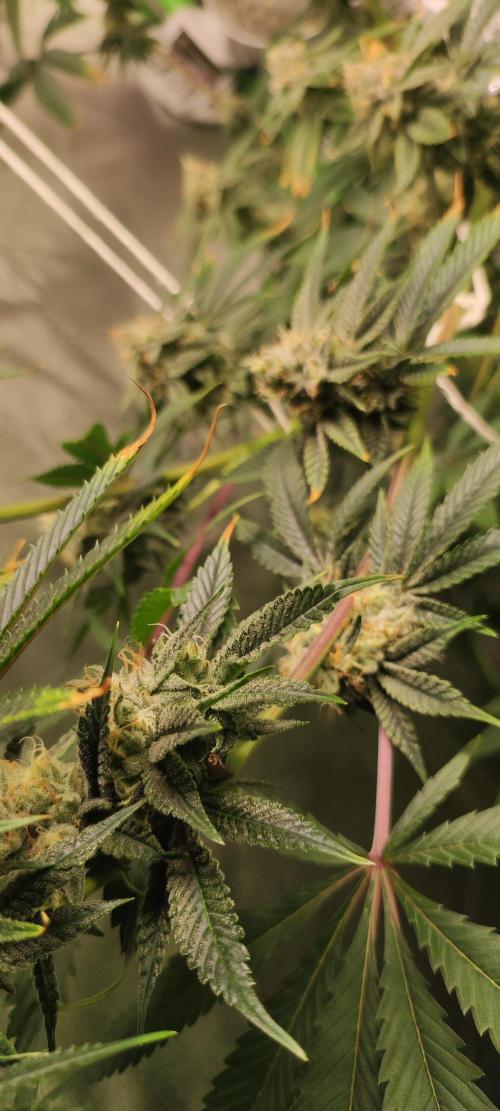 Mimosa. Week 12
