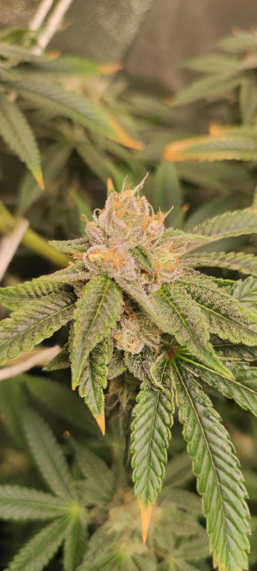 Mimosa. Week 12