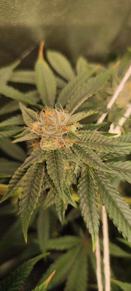 Mimosa. Week 12