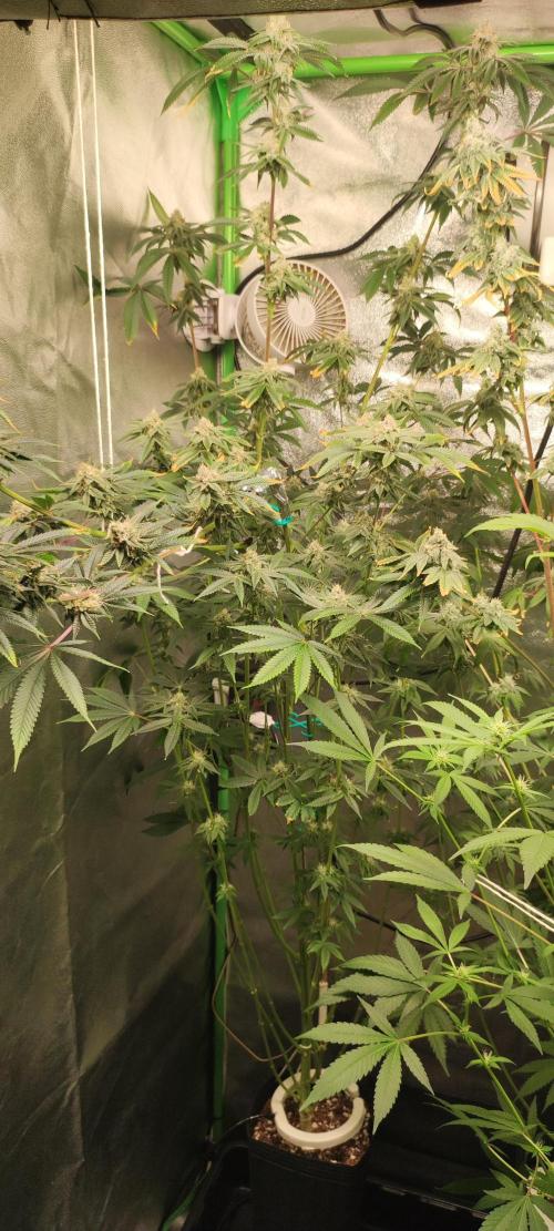 Mimosa. Week 12