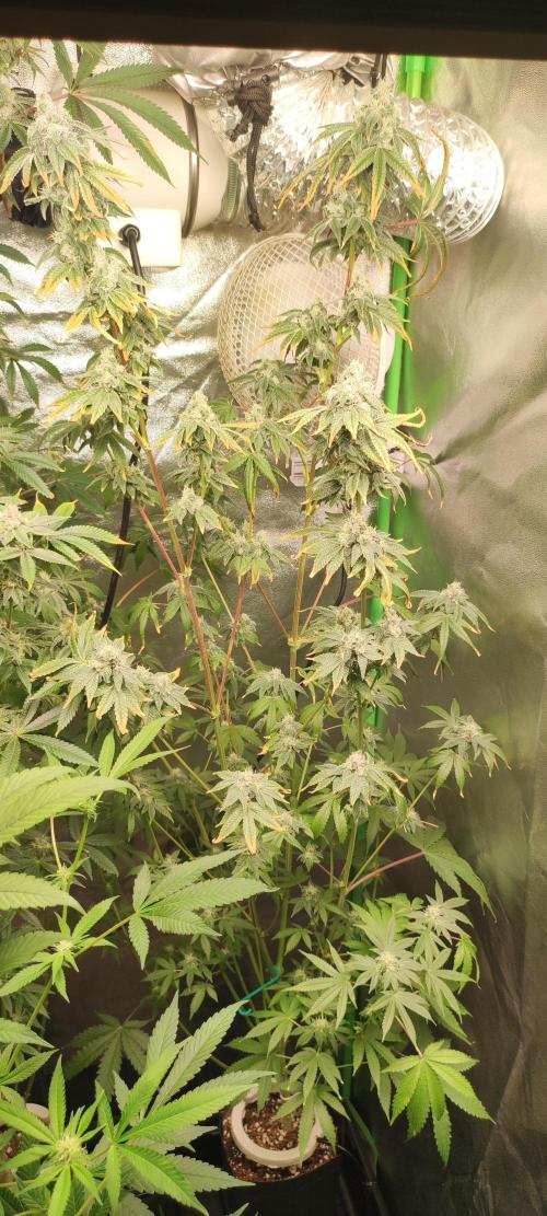 Garlotti. Week 12