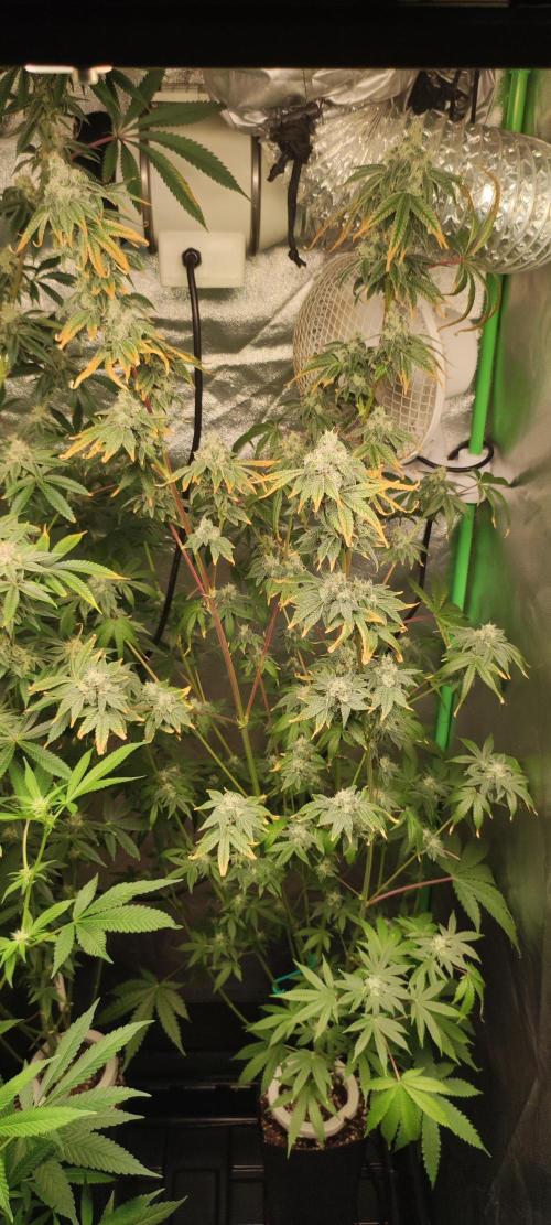 Garlotti. Week 12