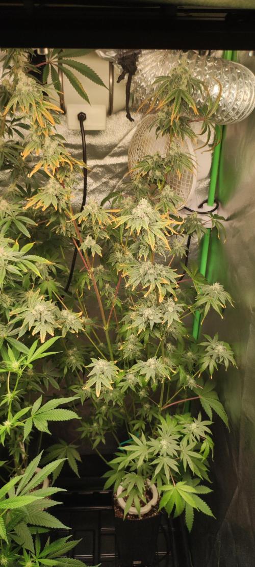 Garlotti. Week 12