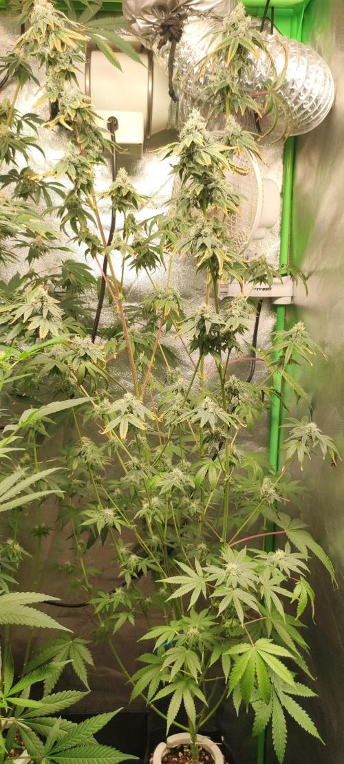 Garlotti. Week 12