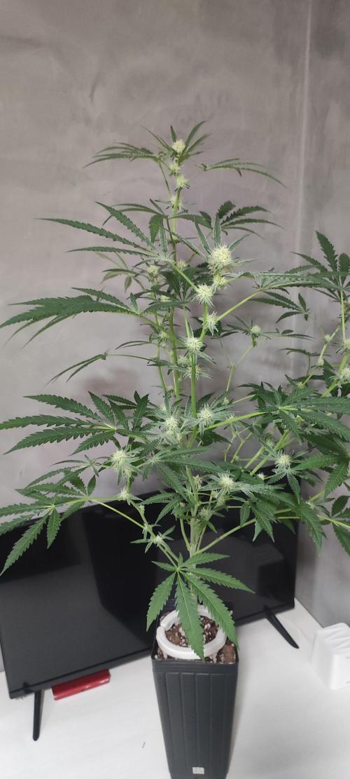 Julieta. Week 10