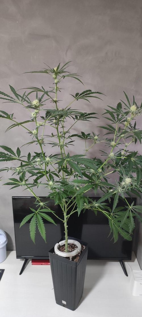 Julieta. Week 10