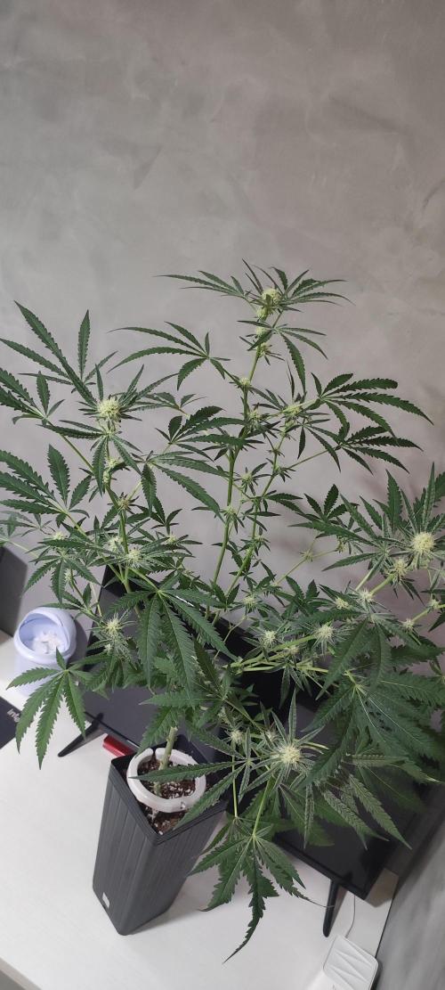 Julieta. Week 10
