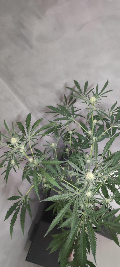 Julieta. Week 10