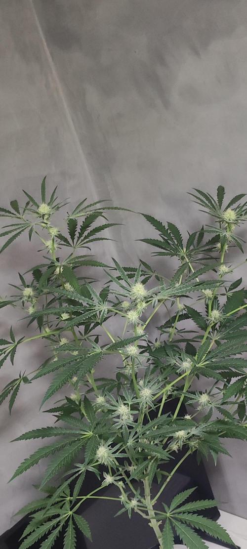 Julieta. Week 10