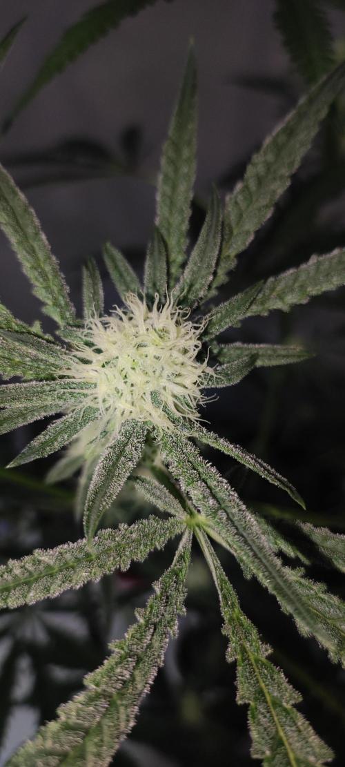 Julieta. Week 10