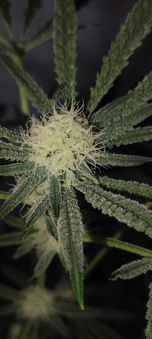Julieta. Week 10