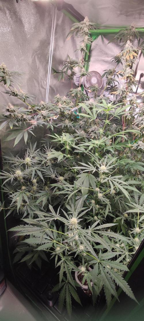 Julieta. Week 10