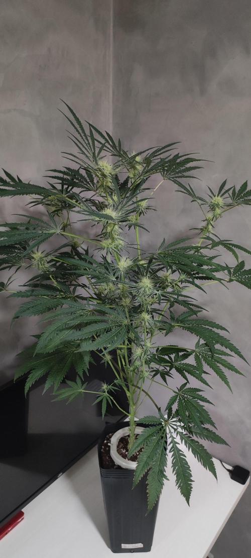 White Widow x Freakshow. Week 10