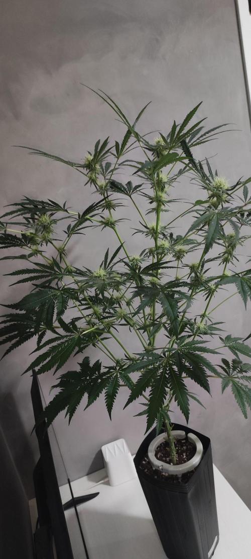 White Widow x Freakshow. Week 10