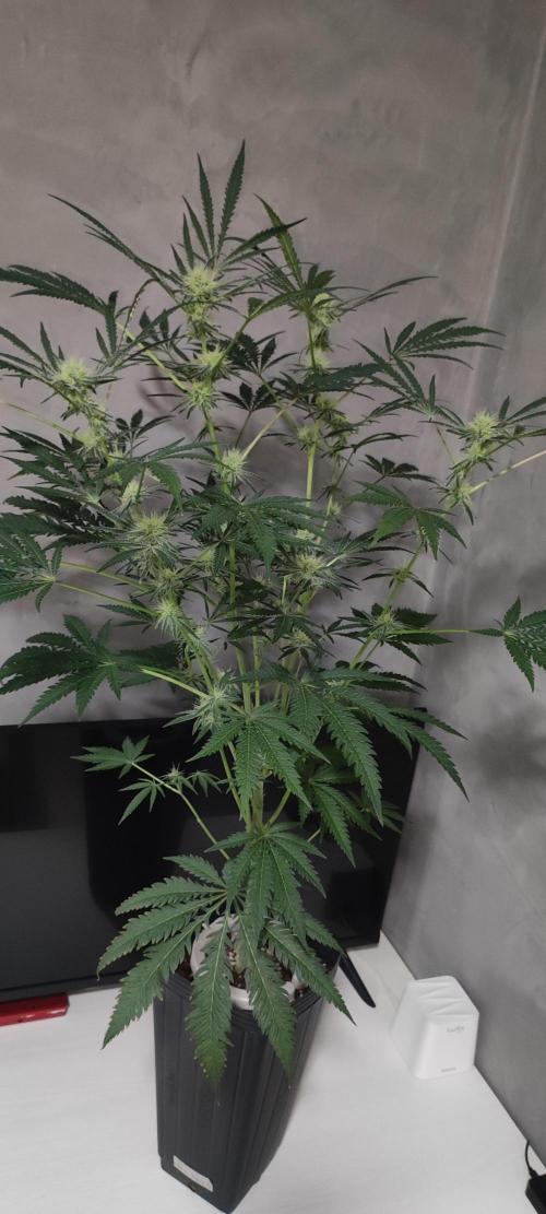 White Widow x Freakshow. Week 10