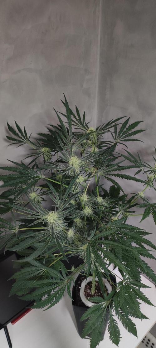 White Widow x Freakshow. Week 10