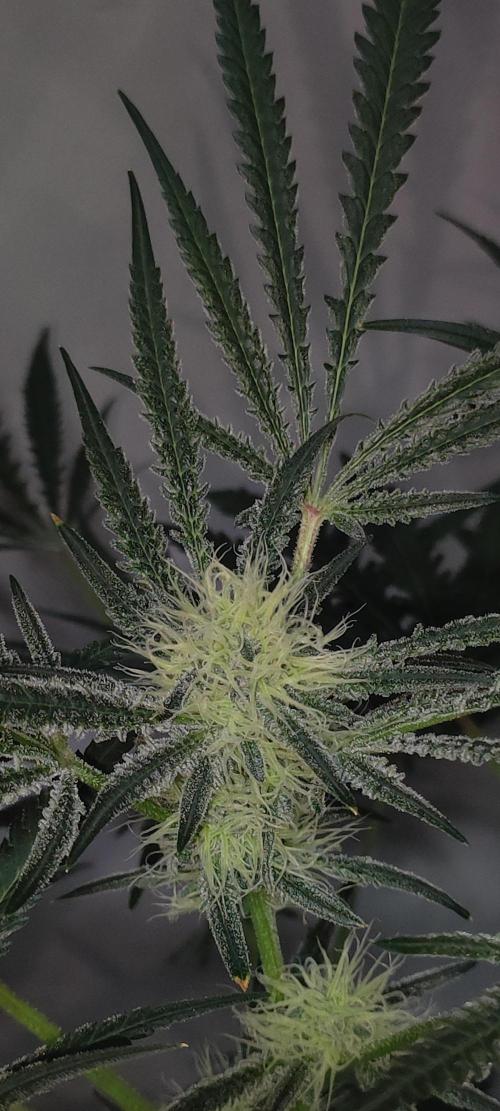 White Widow x Freakshow. Week 10