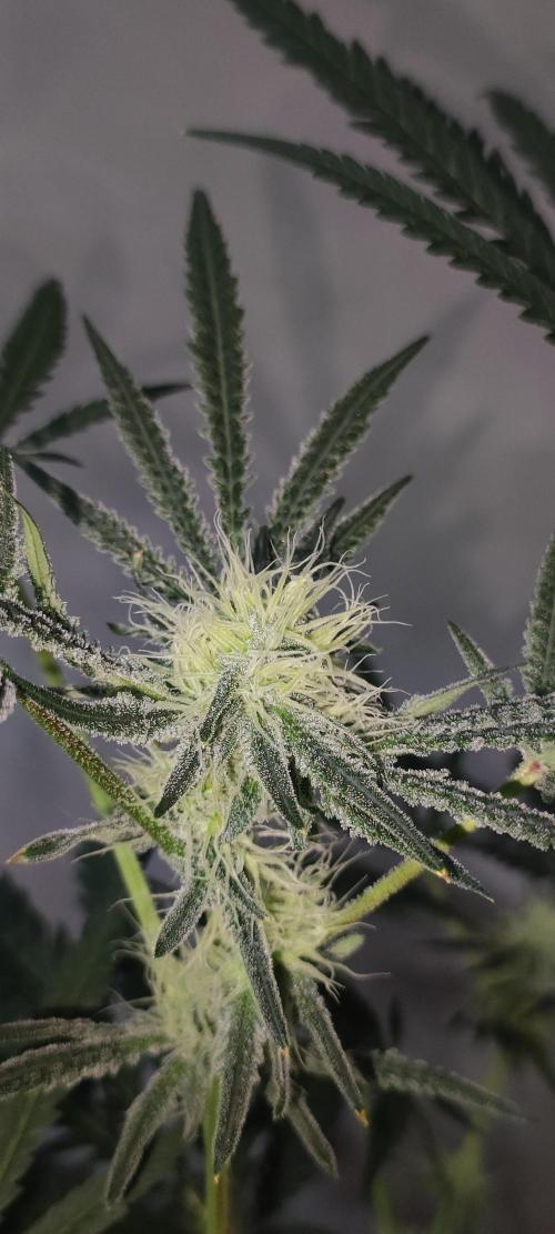 White Widow x Freakshow. Week 10