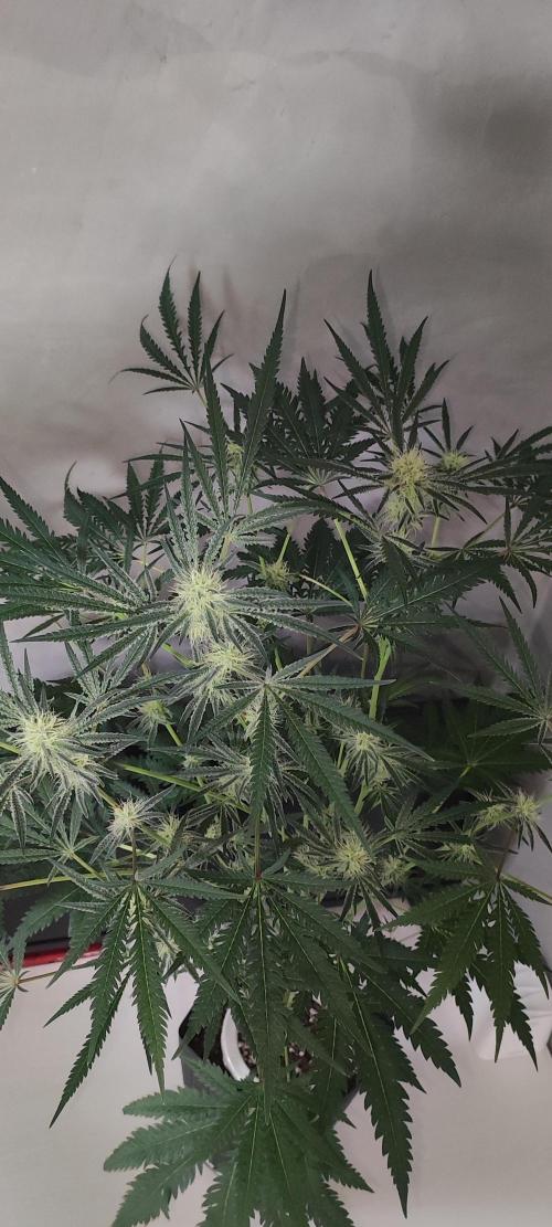 White Widow x Freakshow. Week 10