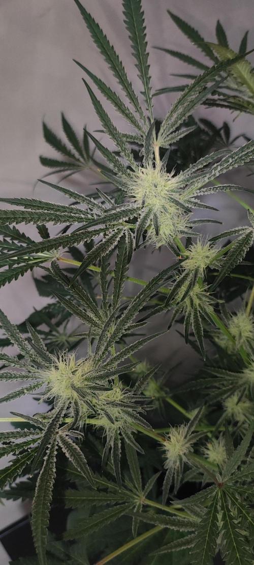 White Widow x Freakshow. Week 10