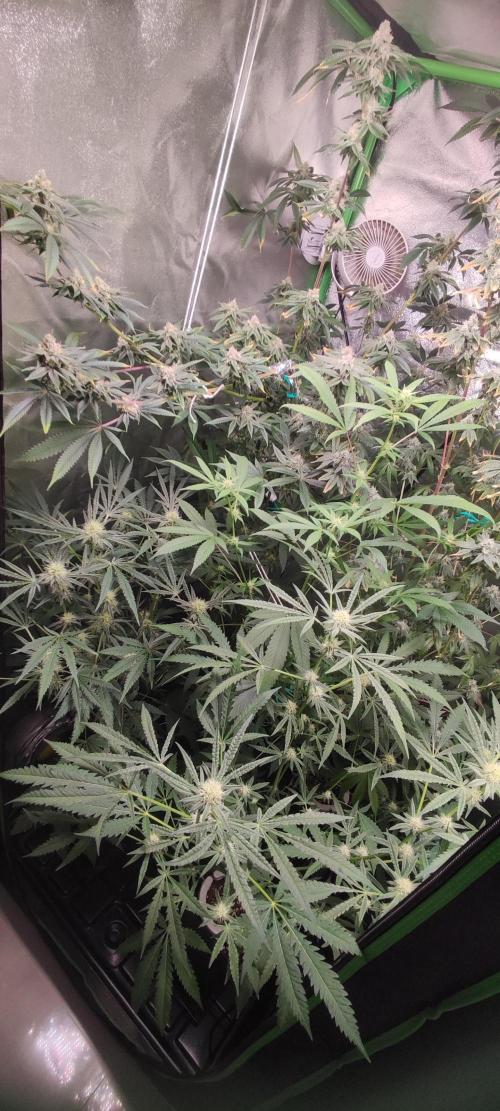 White Widow x Freakshow. Week 10