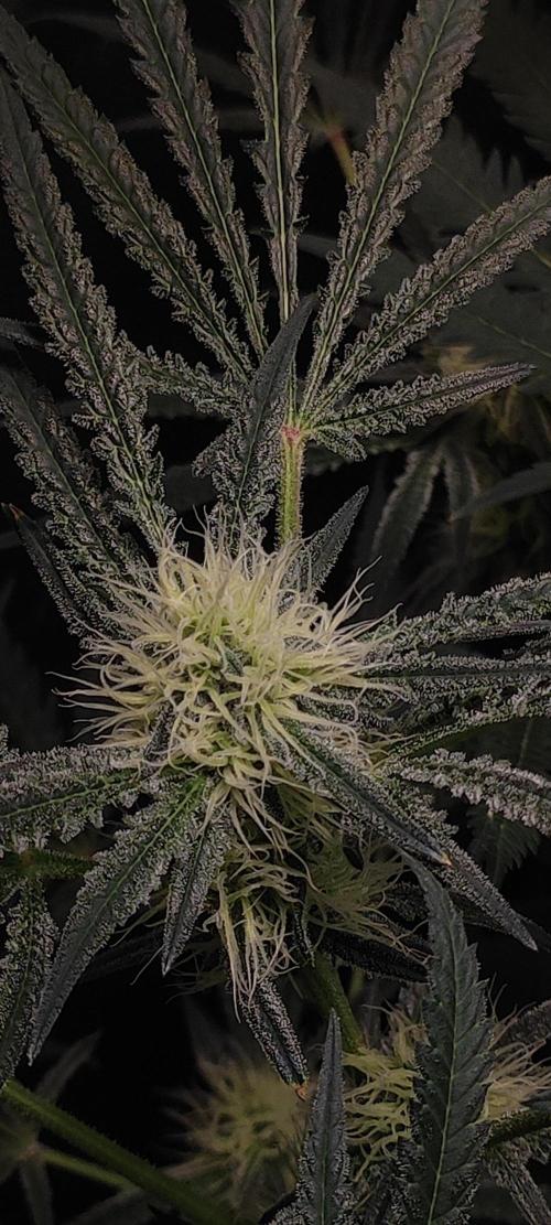 White Widow x Freakshow. Week 10