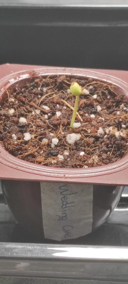 Wedding Cake. Week 0