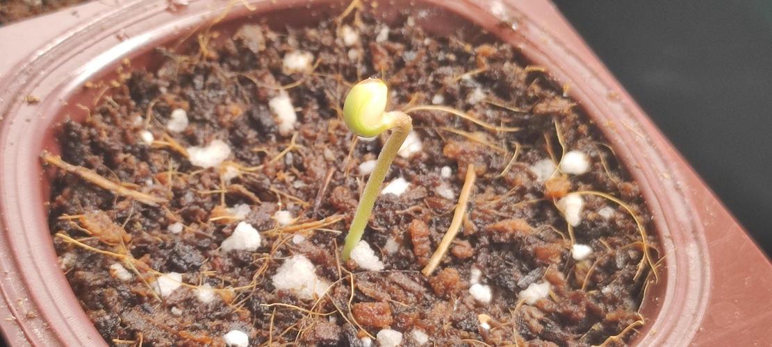 Wedding Cake. Week 0