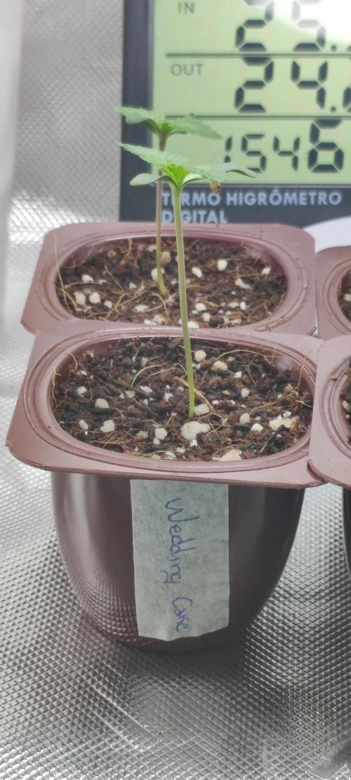 Wedding Cake. Week 0